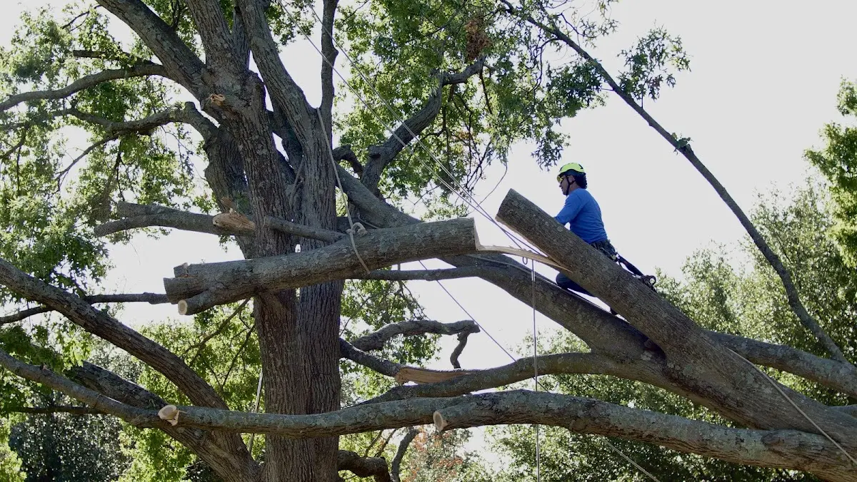 Professional Crown Thinning performed by certified arborists in Peapack